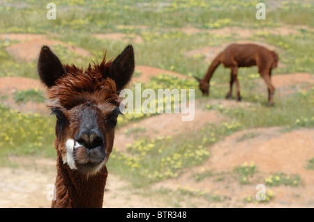 Australia, alpaca pascolare nei prati Foto Stock