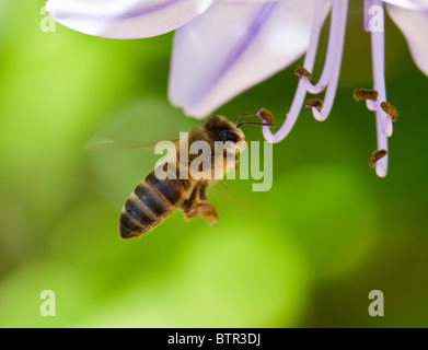 Un africano il miele delle api in volo frequentando un fiore Foto Stock