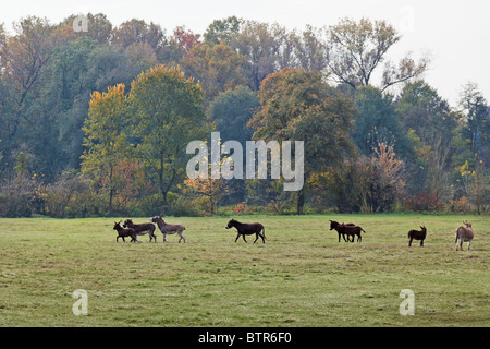 Asini running free su la fattoria nel Parco di Monza Italia Foto Stock