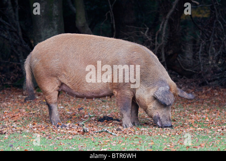 Maiale selvatico nella nuova foresta, Hampshire, Inghilterra Foto Stock