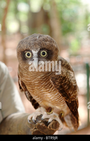 Australia, Territorio Wildlife Park, il Gufo Foto Stock