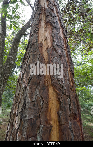 Fiume d'Argento Stato Parco Ocala Florida lightning danneggiato tronco di albero con segnato Longleaf di corteccia di pino Pinus palustris Foto Stock