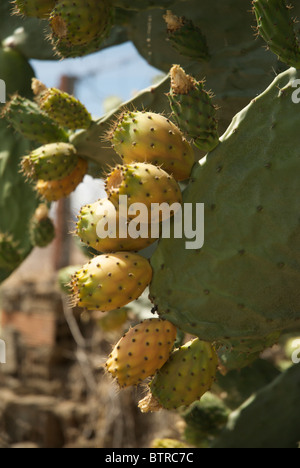 Spagna, Logrosan, Generic ficodindia cactus Foto Stock