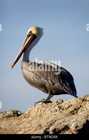 Un pellicano marrone (Pelecanus occidentalis) si siede su una roccia sopra le acque di Elkhorn Slough in Moss Landing, California. Foto Stock