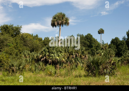 Fiume d'Argento Stato Parco Ocala Florida sabal palme torre sulla scena naturale Foto Stock
