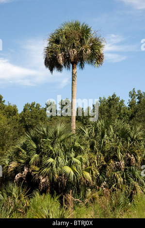 Fiume d'Argento Stato Parco Ocala Florida sabal palme torre sulla scena naturale Foto Stock