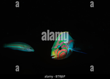 Klunzinger's Wrasse (Thalassoma klunzingeri). Penisola del Sinai - Mare Rosso Foto Stock