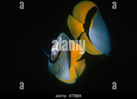 Threadfin Butterflyfish (Chaetodon auriga). Penisola del Sinai - Mare Rosso Foto Stock