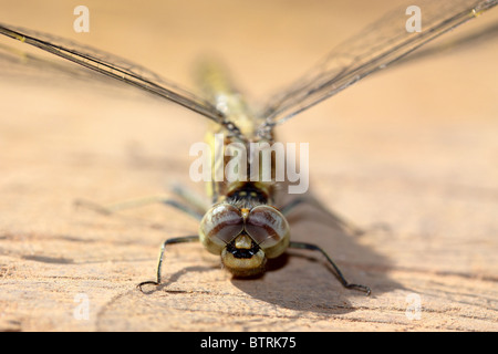 Dragonfly come individuato nel lago Bunyonyi e, Uganda, Africa Foto Stock