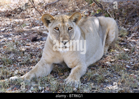 Femmina di leone africano ( Panthera Leo ) ; Saadani ; Parco Nazionale della Tanzania Foto Stock