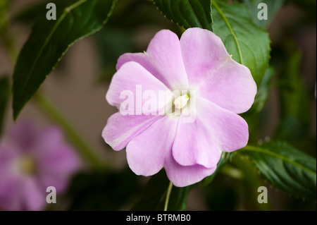 In prossimità di una nuova Guinea Impatiens fiore Foto Stock