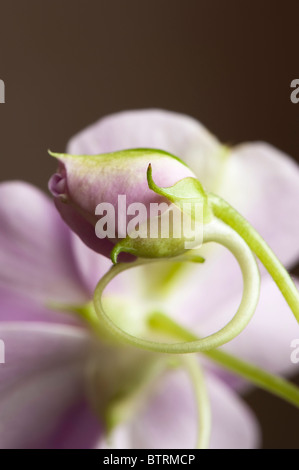 In prossimità di una nuova Guinea Impatiens bud Foto Stock