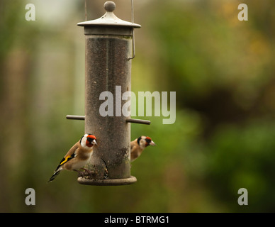 Cardellini, Carduelis carduelis, sul Niger alimentatore di sementi Foto Stock