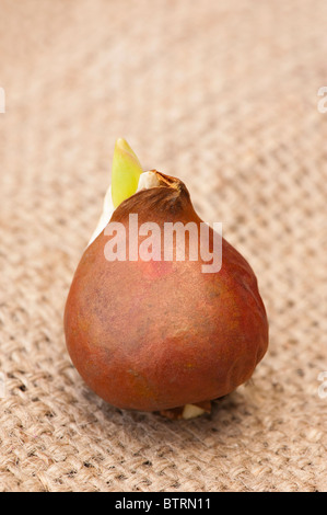 Close up Tulip "Purissima' lampadina Foto Stock