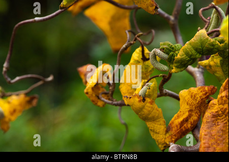 Amenti cresce su una struttura di cavatappi o contorte Hazel, Corylus avellana "Contorta', in autunno Foto Stock