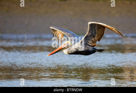 Un pellicano marrone (Pelecanus occidentalis) scivola sulle acque di Elkhorn Slough in Moss Landing, California. Foto Stock