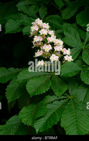 AESCULUS HIPPOCASTANUM IPPOCASTANO Foto Stock