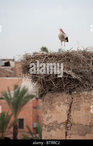 Stork nesting sulle pareti del Palazzo El Badi Marrakech Marocco Africa del Nord Foto Stock