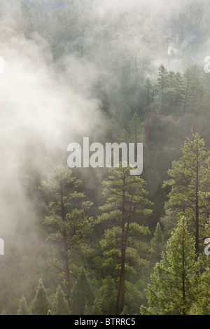 Misty, foresta di pini ponderosa & Douglas Fir in Walnut Canyon, vicino Sandys Canyon, Coconino National Forest, Flagstaff, in Arizona Foto Stock