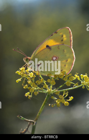 Offuscato Giallo farfalla (Colias crocea) a prendere il sole sul comune di finocchio (Foeniculum vulgare) Foto Stock