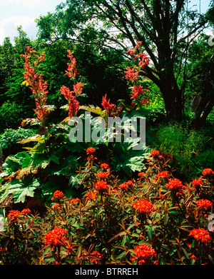 Casa Drumadravey, Co Fermanagh, Irlanda; Euphorbia Griffithii durante l'estate Foto Stock