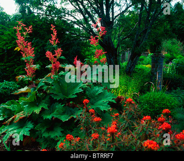 Casa Drumadravey, Co Fermanagh, Irlanda; Euphorbia Griffithii durante l'estate Foto Stock