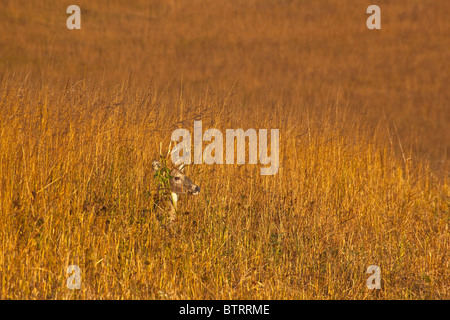 Culbianco cervi, buck, stando in piedi in mezzo all'tallgrass prairie a Neal Smith National Wildlife Refuge, Prairie City, Iowa, USA Foto Stock