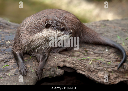 Asian corto-artigliato Otter Aonyx cinerea (prigioniero) Foto Stock