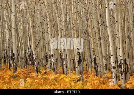 Boschetto di alberi di Aspen con sottobosco di felci, autunno sul San Francisco Peaks, Coconino National Forest, Stati Uniti d'America Foto Stock