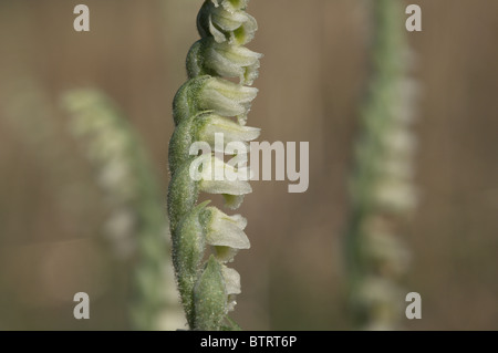 Autunno Lady's-tresses Orchid (Spiranthes spiralis) Foto Stock