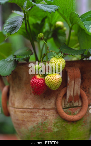 Fragole crescere in vaso contenitore Foto Stock