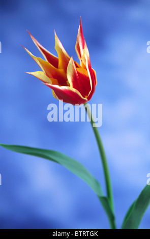 Tulipa Aladdins registrare Foto Stock