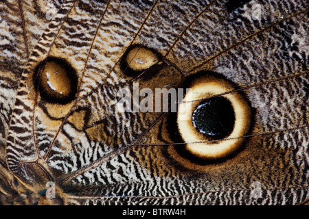 Chiudere un particolare della parte inferiore di una farfalla civetta Ala. Foto Stock