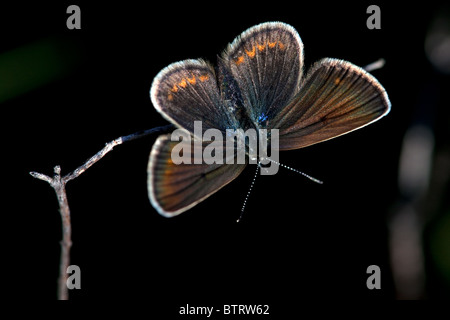 Femmina-argento studded Blue Butterfly Plebeius argus, New Forest, Inghilterra Foto Stock