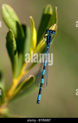 Maschio Damselfly meridionale Coenagrion mercuriale, New Forest, Inghilterra Foto Stock