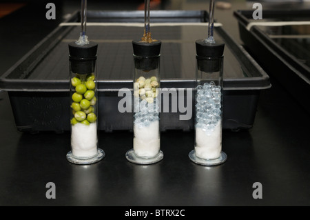 La germinazione piselli, non-germinando piselli, e il controllo delle perline di vetro in respirometers per una respirazione cellulare esperimento controllato Foto Stock