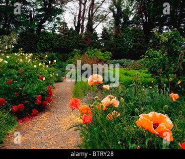 Fernhill giardini, Co Dublin, Irlanda; alpina papaveri e peonie Foto Stock
