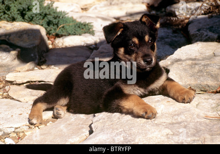 Carino Shepard tedesco di razza mista avviso cucciolo e paziente sdraiato sul percorso del rock in giardino Foto Stock