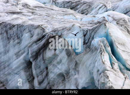 Comune di Corvo imperiale Corvus corax volando sopra la calotta di ghiaccio Foto Stock