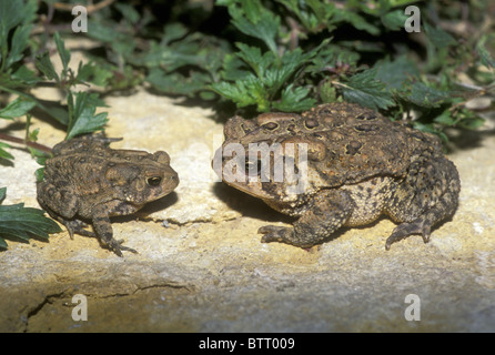 Due americani rospi, Bufo Americanus, un piccolo e uno grande sedersi faccia a faccia in un caldo rock in giardino profondo in conversazione Foto Stock