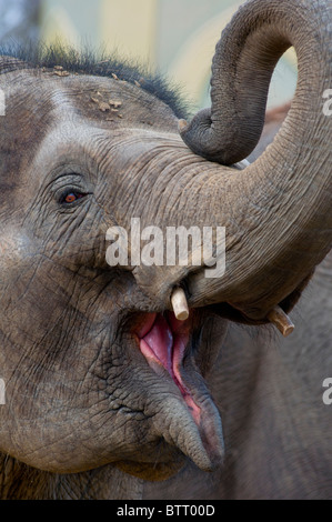 L'elefante indiano trumpeting Foto Stock