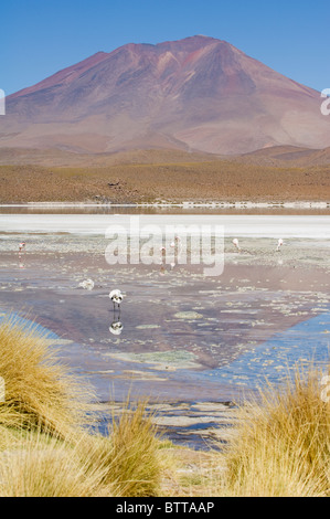 Laguna Hedionda, Lago Puzzolente, Altiplano Shallow Salt Lake, Potosi, Bolivia Foto Stock
