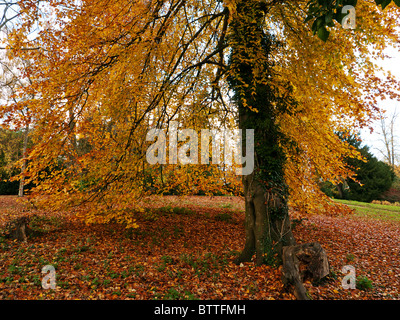 Colore di autunno a Stowe giardini paesaggistici e Buckingham, Bucks, Regno Unito Foto Stock