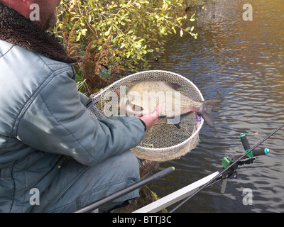 Il pescatore con comuni pesci castagna, (Abramis Brama). Foto Stock