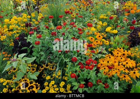 Black-eyed Susan (Rudbeckia hirta), zinnias (Zinnia) e le calendule (Tagetes) Foto Stock