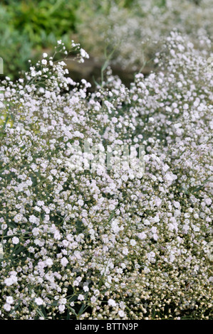 Alpine gypsophila (gypsophila repens 'rosenschleier') Foto Stock