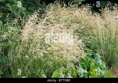 Capelli tufted erba (deschampsia cespitosa) Foto Stock