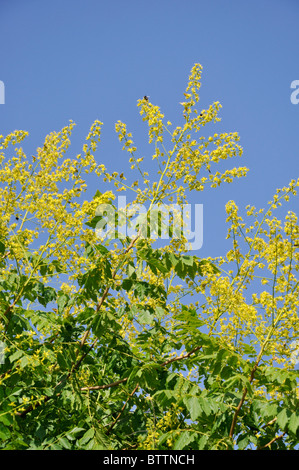 Pioggia di golden tree (koelreuteria paniculata) Foto Stock