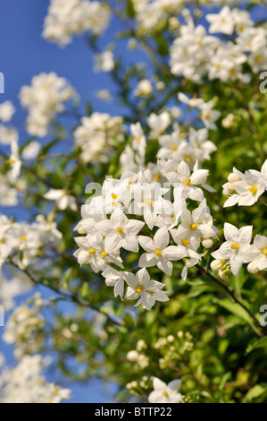 Gelsomino nightshade (solanum jasminoides) Foto Stock