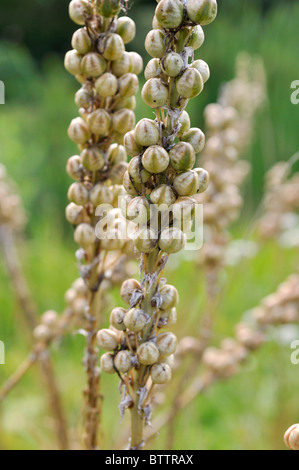 Asfodelo giallo (asphodeline lutea) Foto Stock